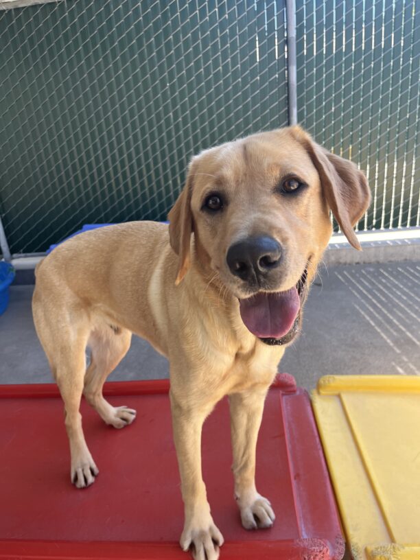 Bosco is standing on a red play structure in a community run yard on campus. His head is tilted and he is smiling up at the camera.