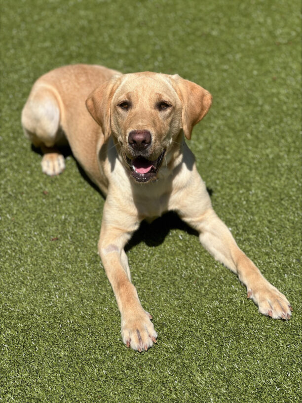 Female yellow lab