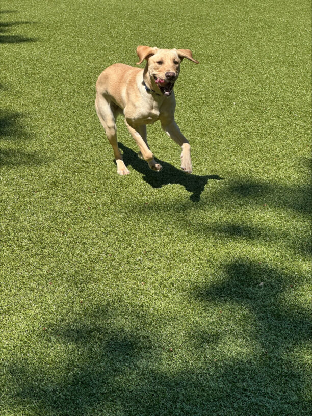 Female yellow lab