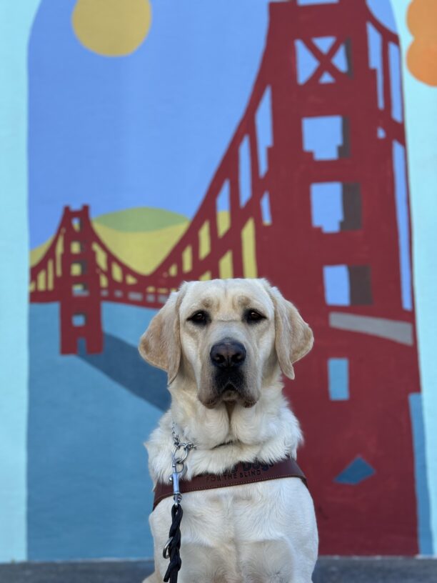 Photo is a portrait of yellow lab Emmett’s torso and face in harness in front of a mural depicting the Golden Gate Bridge