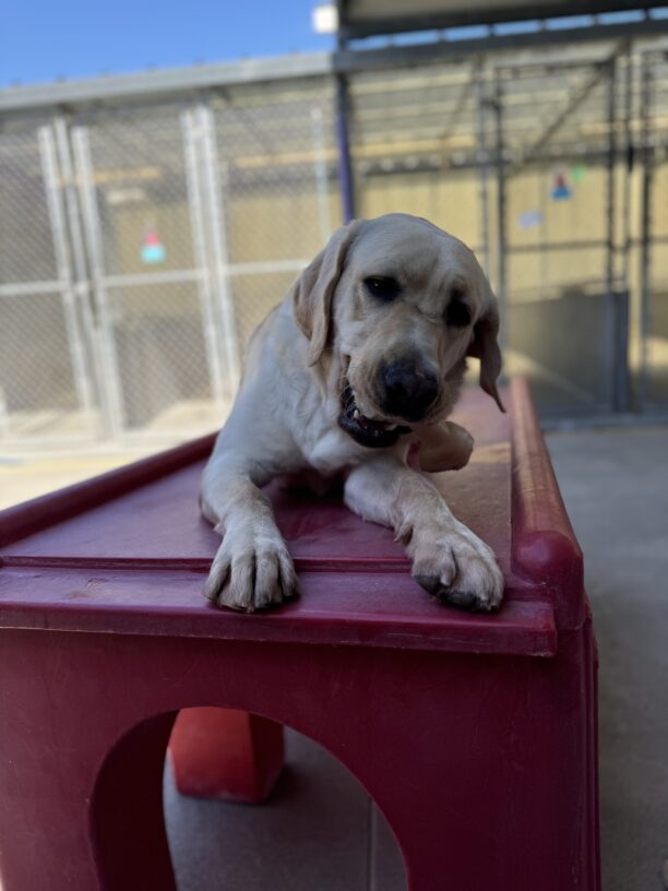 Photo is of Emmett chewing a bone while lying down on a red play structure in community run