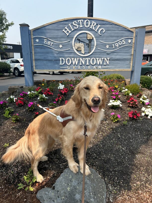 Male golden retriever Lion poses in a garden bed with his feet perched atop a rock. Behind him is a blue sign that reads “Historic Downtown Gresham Est. 1905”