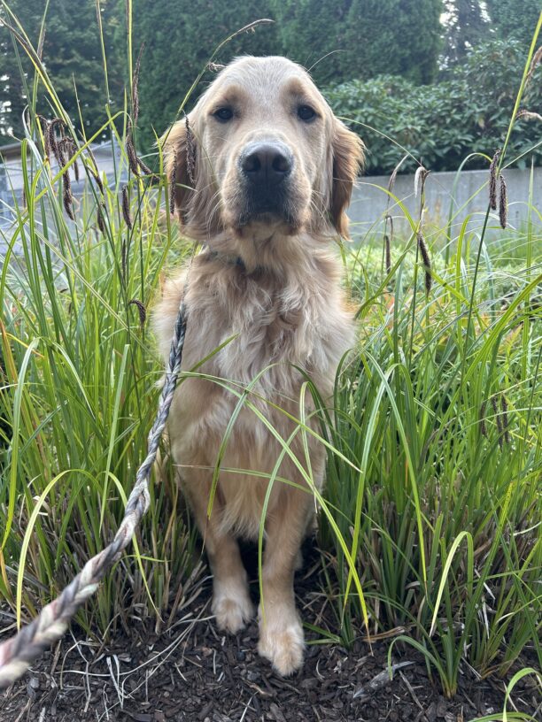Male golden retriever Lion sits in tall, lush grass in a landscaped area while on a sensory walk.