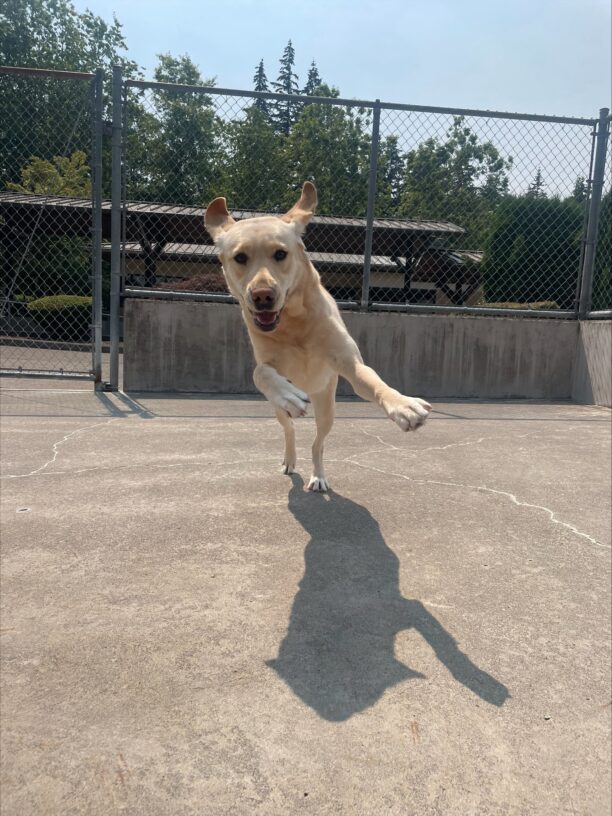 Yellow female lab