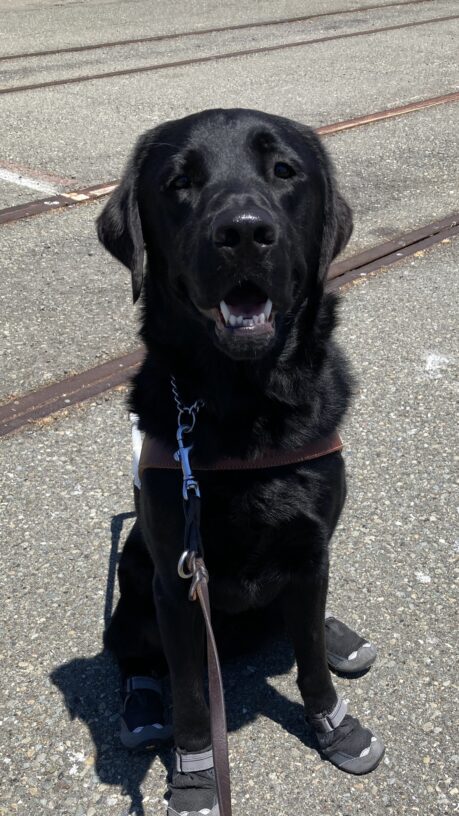 P.J. is sitting and smiling with his mouth open, showing his white lower teeth. He is wearing his harness along with black and gray boots on all his feet.