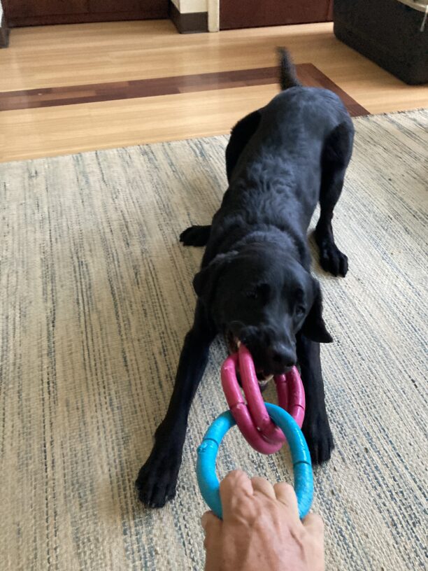 P.J. is engaging in a game of tug with his instructor. He is in a play bow position with 2 pink rubber rings in his mouth while the instructor is holding onto the other blue ring. Looks like he’s about to win this time!