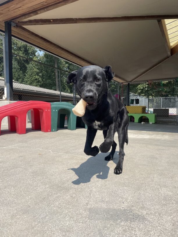 Black female lab "Flute" is jumping with joy. She has a bone in her mouth as she leaps towards the camera.