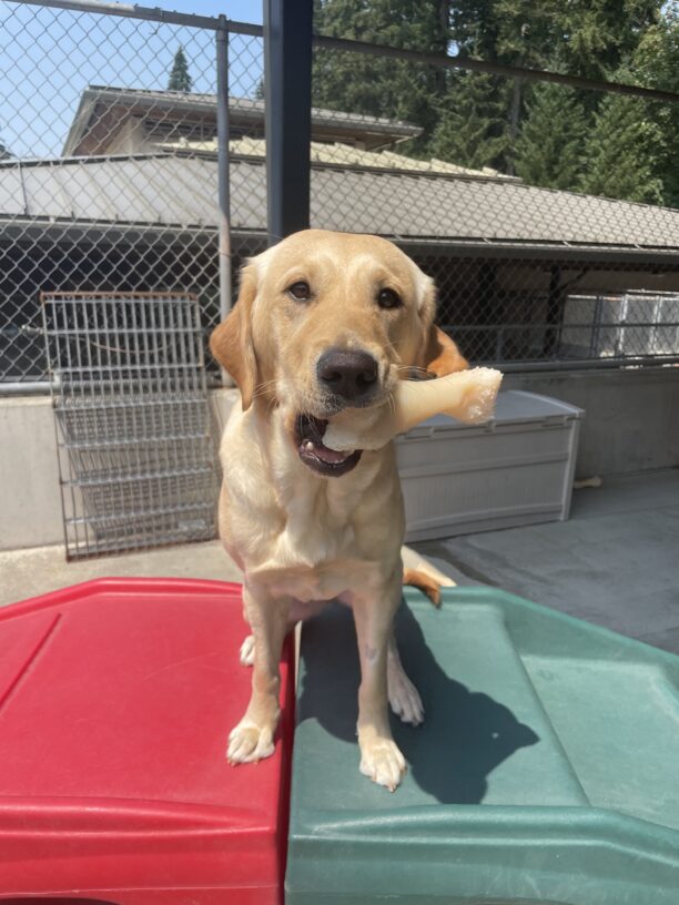 Yellow female lab "Nutmeg" is sitting on a play structure. She's happily looking at the camera with a bone in her mouth.