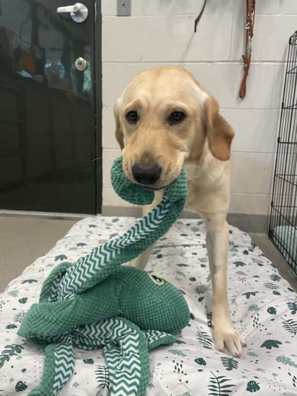 Yellow female lab 