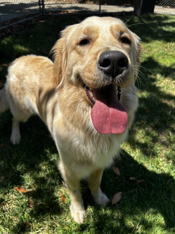 Close up photo of Sandra in a grass play yard. It is a very sunny day and she is squinting at the camera with a very large tongue hanging out