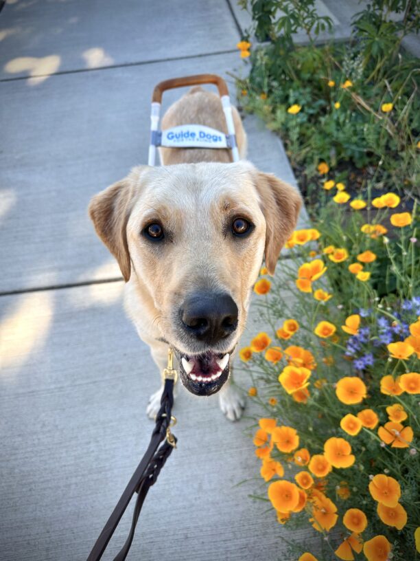 A top down view of tall, short-coated Golden Lab cross Roman standing on a sidewalk by orange poppies and purple flowers. He is wearing a guide dog harness with “Guide Dogs for the Blind” visible on the harness handle. Roman’s mouth is open in a smile.