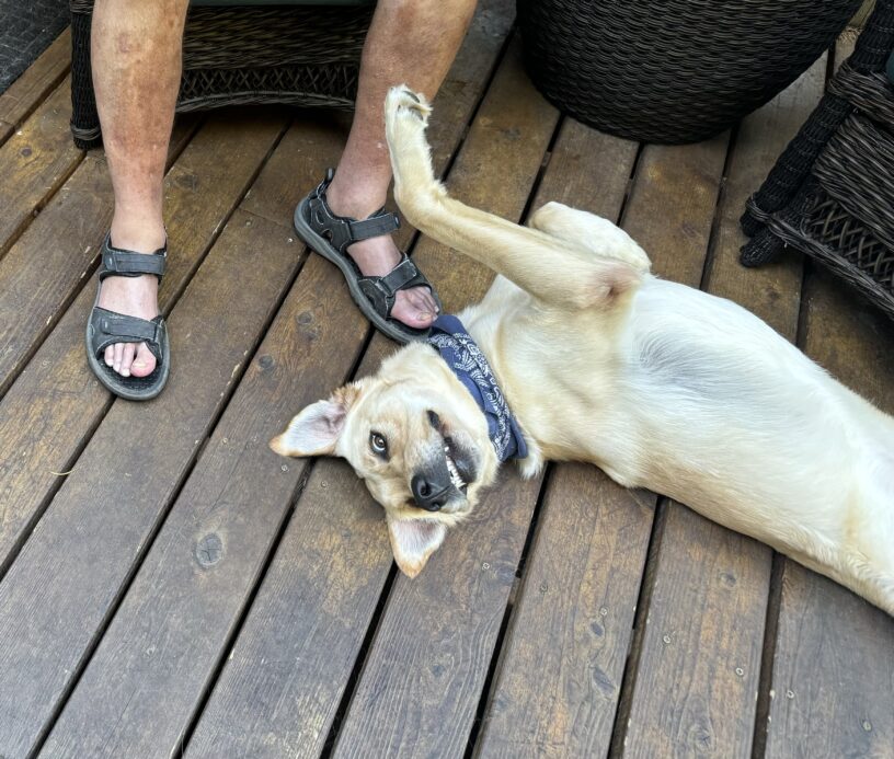 Roman rolls on his back with paws in the air by a foster care provider’s feet.