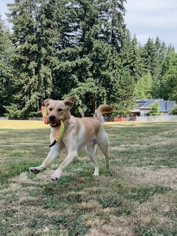 Handsome yellow cross, Nautilus, is running around in the grassy play area on the Oregon campus. He is mid leap, and has a yellow and orange stuffy toy is his mouth. He looks like he is having a blast!