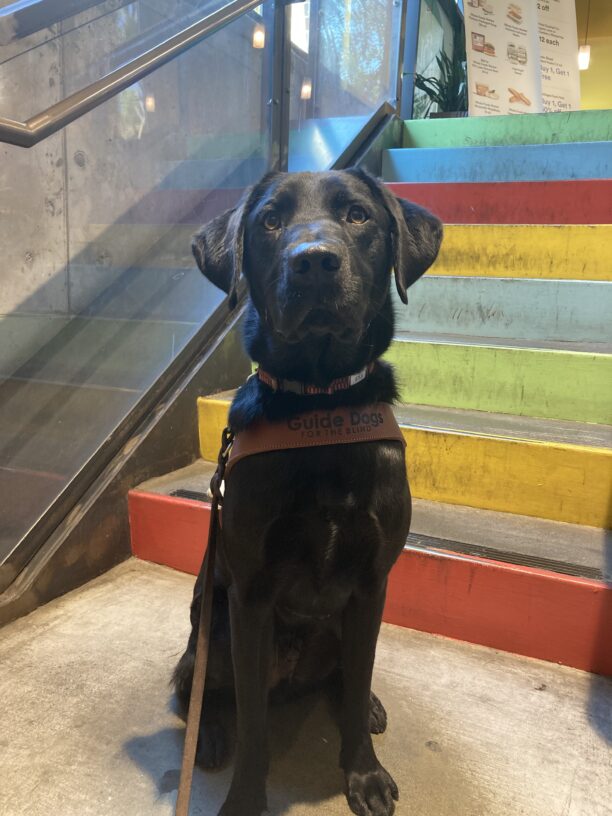 Carter sits in harness with a subtle head tilt as he looks toward the camera. Behind him are colorful stairs of red, yellow, green and blue.