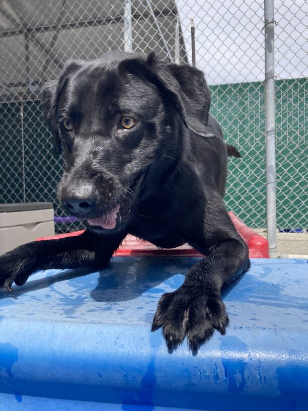 An action shot of Carter who crouched down on a blue play structure about to leap away. His mouth is open and tongue partially out, looking away from the camera.
