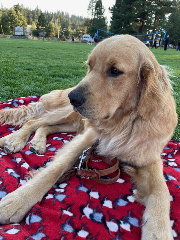 Willard relaxes on the grass, laying on a red fleece blanket with a pattern of tiny penguins on it.