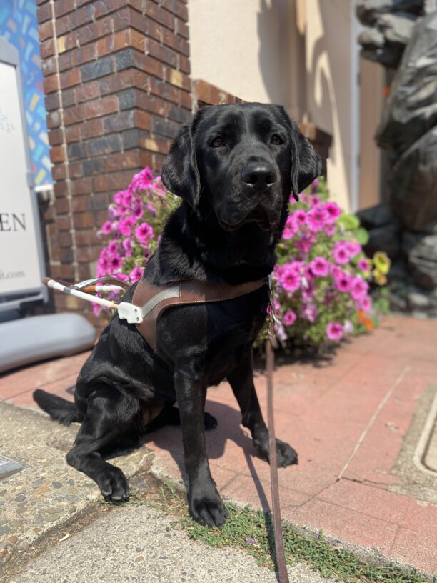Brea, a black Labrador Retriever, is sitting in harness in the sun with a pink flowers behind her while working in town.