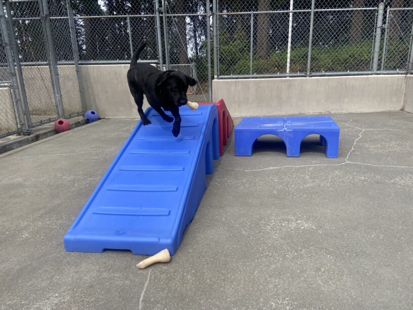 Brea is running down a blue play structure while enjoying free time in community run. She has a nyla bone in her mouth and her front feet are mid air.