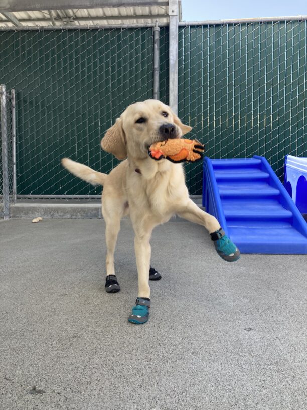 Langston plays in community run in his booties holding an orange toy.
