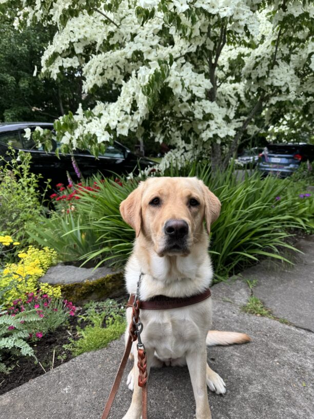 On a sunny day, Bessa sits in harness in front of a garden bed with bushes, flowers and trees