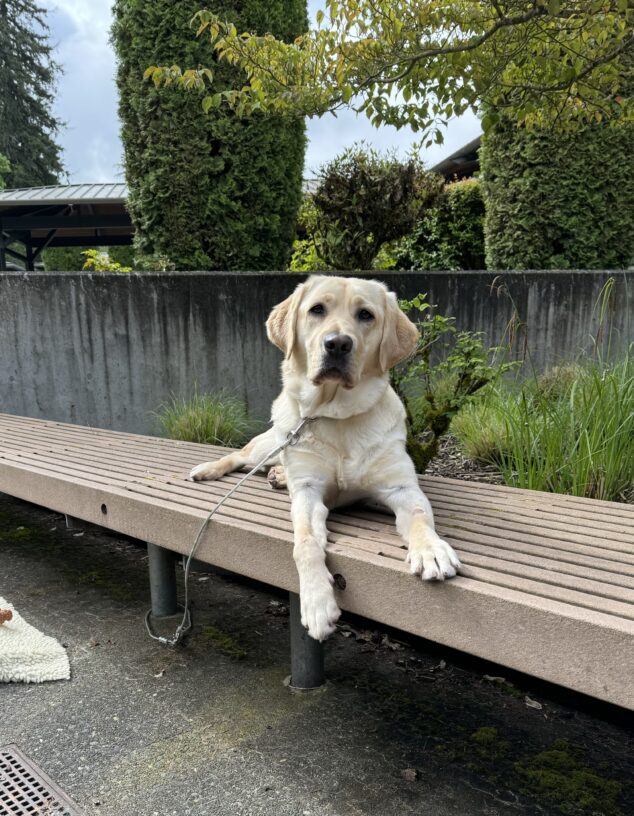 Bessa lays on a bench in front of a garden bed with bushes.