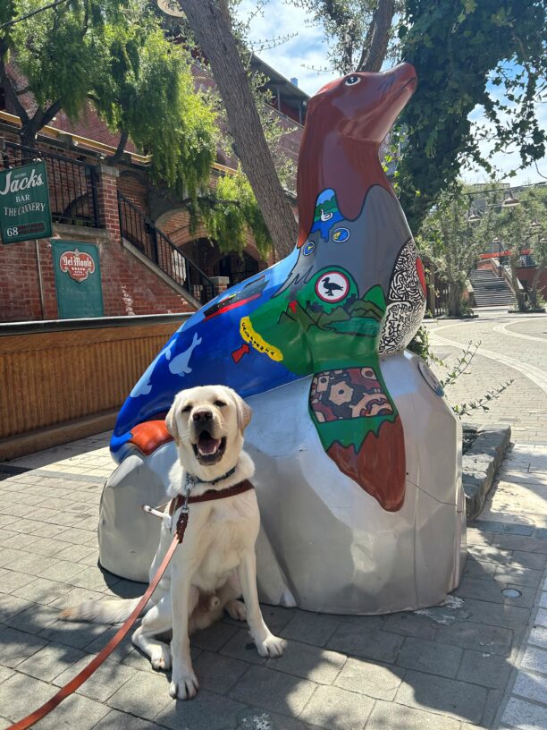 Alpine sits in harness next to a large statue of a sea lion while in San Francisco. Alpine is looking towards the camera and smiling.