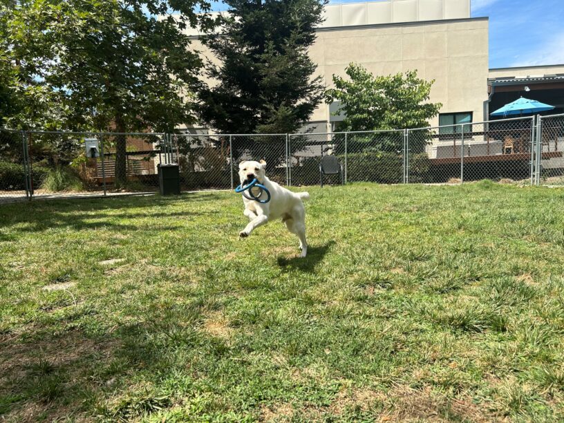 Alpine is playing in a grass paddock on the CA campus. He is pictured mid-jump with a three-ring tug toy in his mouth.