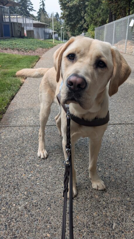 Conway stands in his harness on a paved path on campus. He is looking directly at the camera with his head tilted. Behind him you can see a free run area and some kennel buildings.
