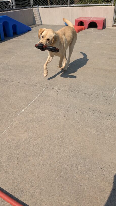 Conway, a yellow Labrador, runs across the community run area with a black figure eight tug toy in his mouth. Behind him you can see blue and red play structures and the fence.