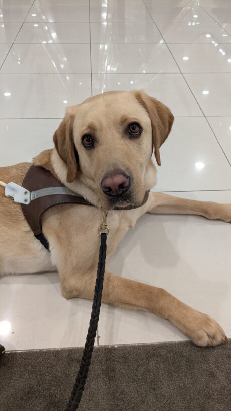 Flynn lays in his harness on a shiny white floor. He is looking directly at the camera.