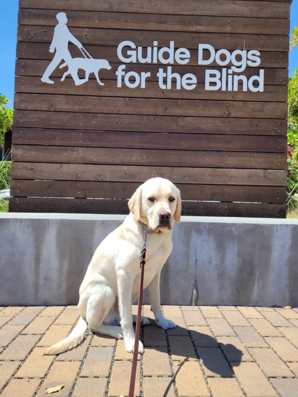 Augustus is sitting on leash on a brick sidewalk. He is looking at the camera. There is a wooden backdrop with the GDB logo in white behind him
