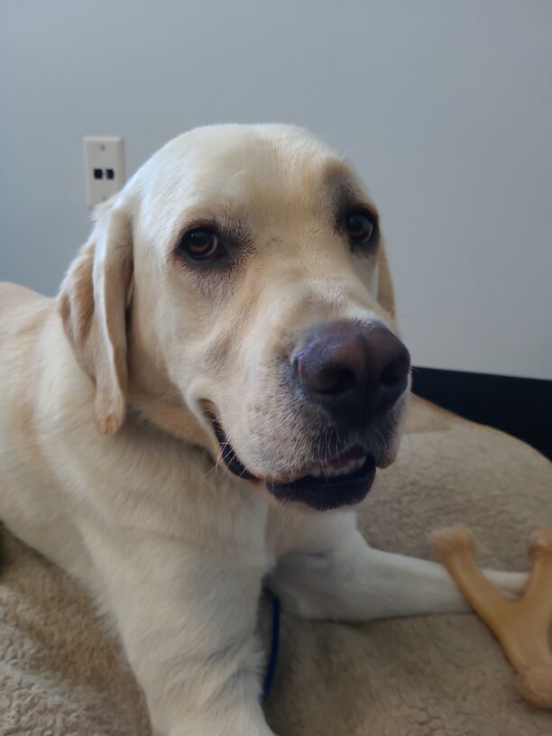Augustus in laying on a soft dog bed in an office. He has a nylabone between his front legs and he is looking towards the camera.  It is a fairly close up shot of his head