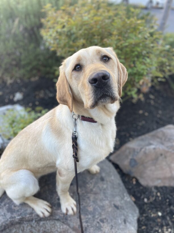 Desmond sits on a rock, looking up at the camera with soft eyes. There are rose bushes in the background.