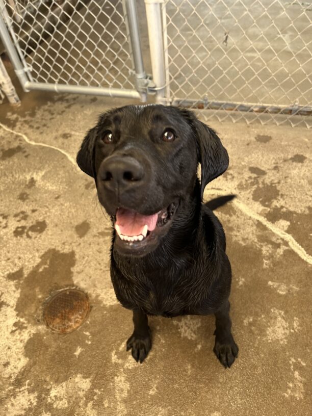 Petite black lab, Dusty, is sitting in the community run area of the Oregon campus. She is visibly wet from playing in the pool on a hot day. Dusty has a big smile on her face and looks like she is having a blast.