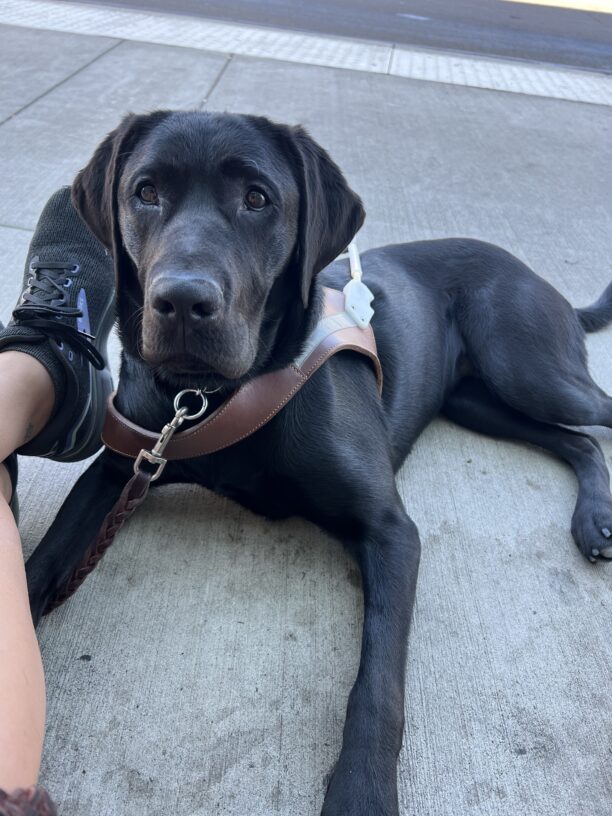 Dusty, a female black lab, is laying at the feet of her handler. She is wearing her leather guide harness and is settling at a coffee shop on a beautiful day. She is looking intently up at the camera, and her trainer’s feet are on her left.