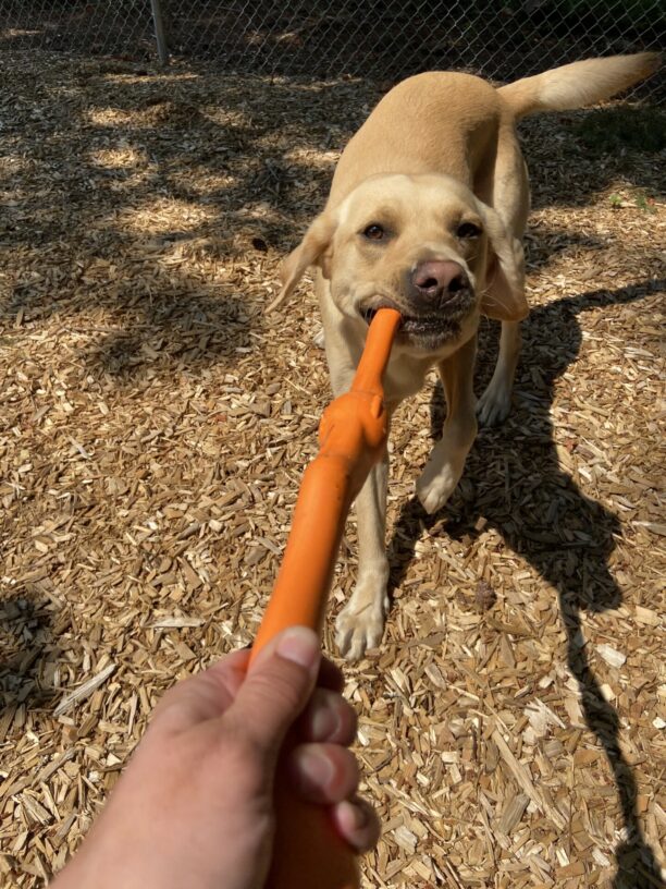 Gazpacho is playing tug with an orange toy with his primary handler in a wooded free run area.
