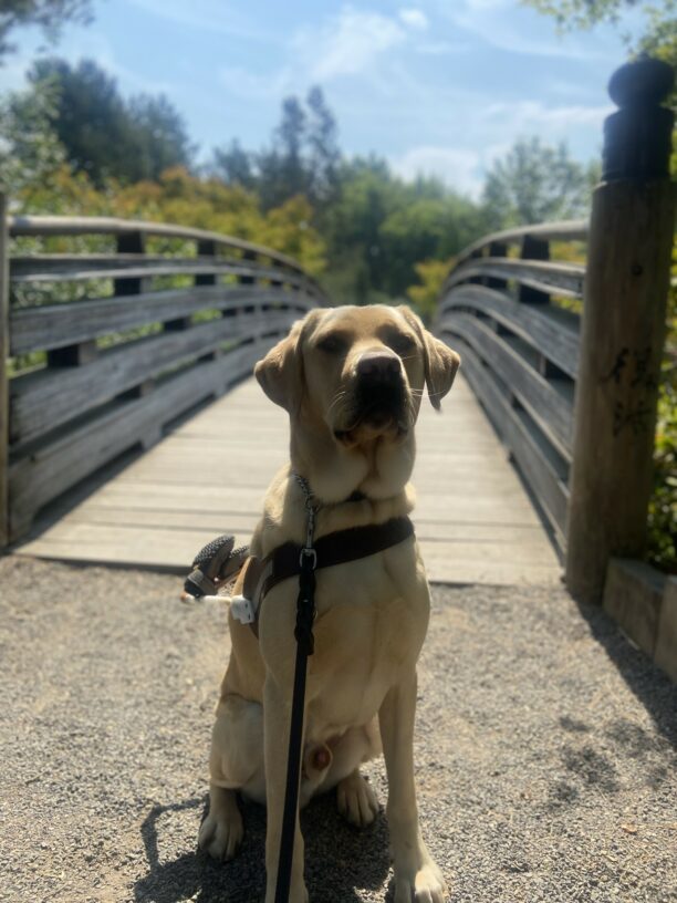 Gazpacho sits in his guide dog harness in the middle of a pebbly trail at a park. There is a wooden bridge behind him and trees in the distance.