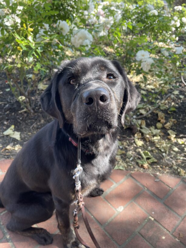 Genie sits on a brick walkway, looking up at the camera and eagerly awaiting a treat. Behind her is a bush with white flowers.