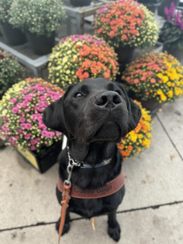Black lab, Roscoe, sits in front of multicolored flowers. He is looking up to the camera and wearing his harness.