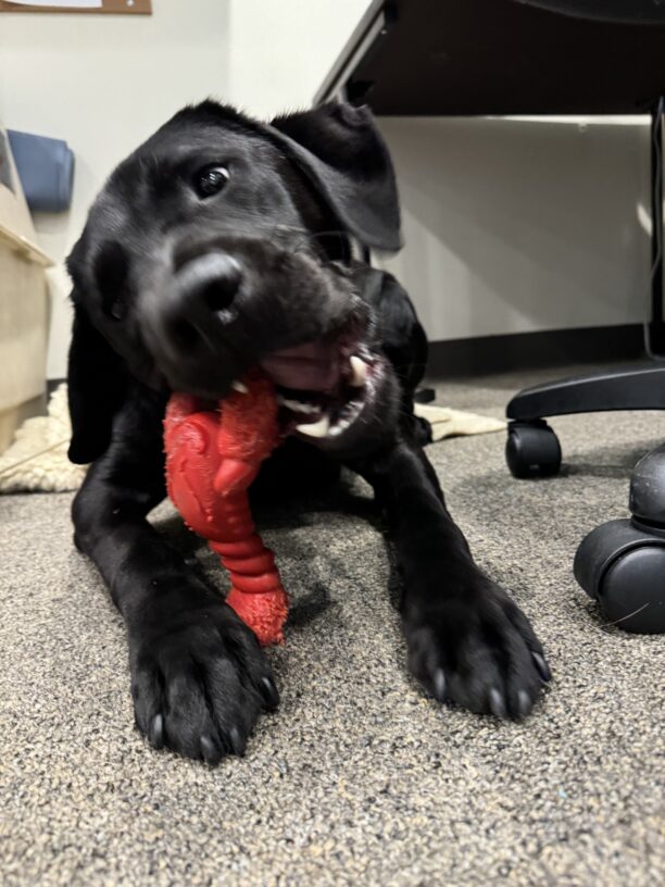 Black lab, Roscoe, eagerly chews a red lobster shaped Nylabone while lying on a fleece rug.