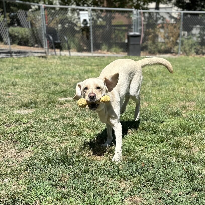 Emery running with a bone in her mouth in a grass yard.