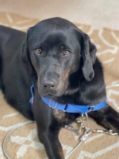 Genie rests on a cream and white patterned rug. She is wearing a blue harness and looking up at the camera.