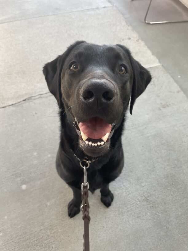 Tamerind sits facing the camera with her mouth open. Her tongue and bottom teeth are showing like she's smiling up at the camera.