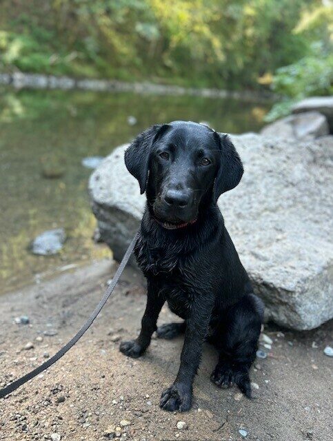 Janice sits on a sandy bank near a small river with a large rock behind her. She is wet from playing in the water. She is on leash and looking at the camera