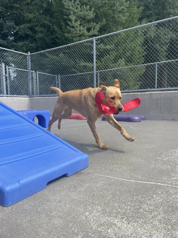Jax, a dark yellow Labrador retriever, is running through the community-run area. His stride is outstretched as he runs and he is carrying one of his favorite toys: a red snake-shaped stuffy. Colorful plastic play structures are also visible next to Jax.