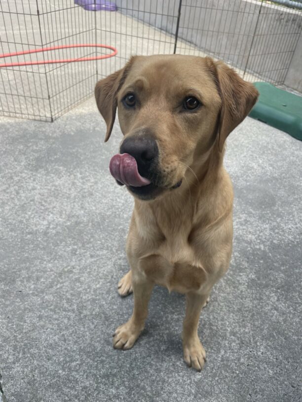 Jax, a handsome dark yellow Labrador retriever, is sitting on concrete and posing for a treat. His eyebrows are raised and he is licking his nose in anticipation for his reward.