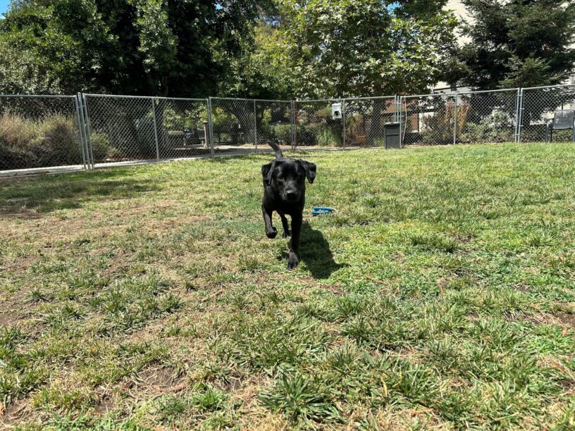 Kearney is pictured playing in the grass paddock of the CA campus. He is mid-stride as he approaches the camera/ handler. There is a three-ring tug toy behind him.