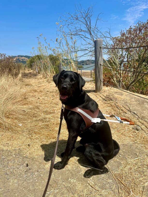 Marty sits in his guide dog harness on an outdoor path covered with yellow tall grasses, with his body faced to the left while his head is turned to look into the camera. His tongue is sticking out a little as he smiles, with shrubs, a fence, and a glimpse of water behind him.