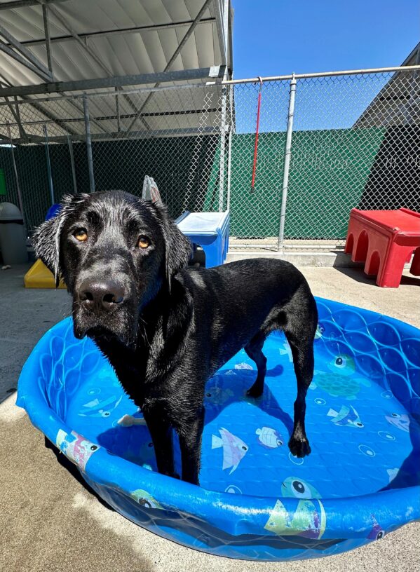 Marty looks into the camera as he stands in a shallow blue pool in the sunshine in GDB’s Community Run area, with colorful play structures behind him. He’s very wet from a romp in the water.
