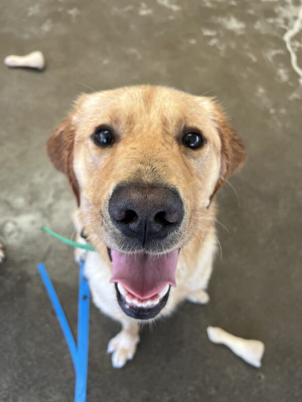 Nautilus, a yellow lab golden cross, is sitting in the community run area of the Oregon campus. He is looking up towards the camera, with a giant smile on his face. His is a little damp, from splashing around in the pool. He is wearing a green collar and blue long line. Various bones are scattered in the background.